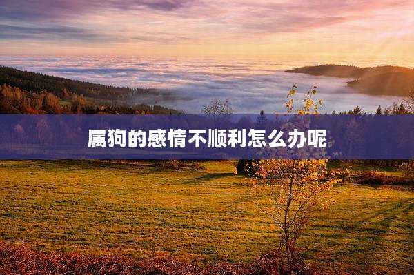 属狗的感情不顺利怎么办呢