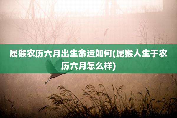属猴农历六月出生命运如何(属猴人生于农历六月怎么样)