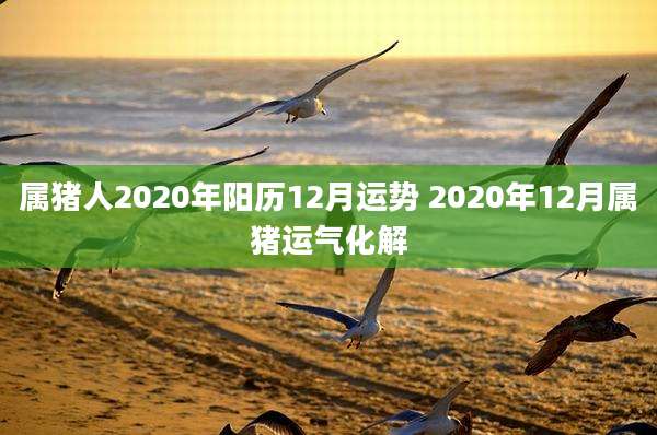 属猪人2020年阳历12月运势 2020年12月属猪运气化解