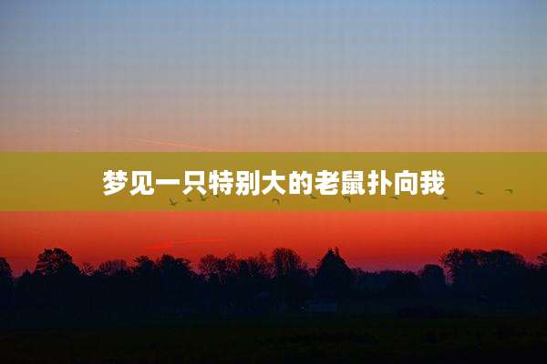 梦见一只特别大的老鼠扑向我