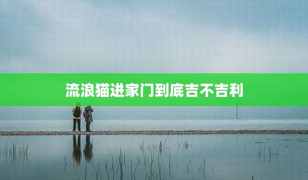 流浪猫进家门到底吉不吉利