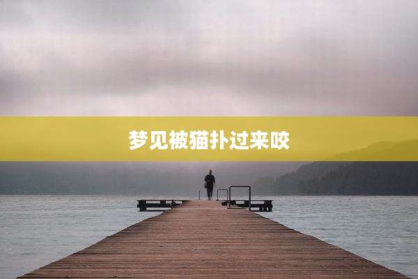 梦见被猫扑过来咬