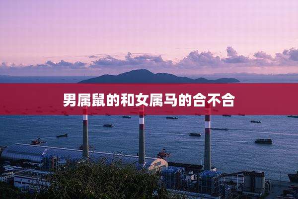 男属鼠的和女属马的合不合