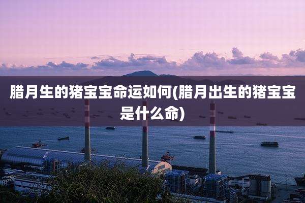 腊月生的猪宝宝命运如何(腊月出生的猪宝宝是什么命)