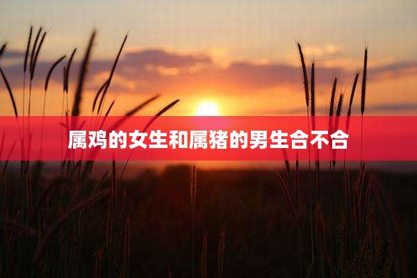 属鸡的女生和属猪的男生合不合