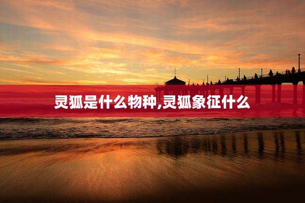 灵狐是什么物种,灵狐象征什么