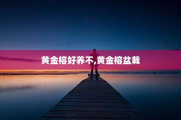 黄金榕好养不,黄金榕盆栽