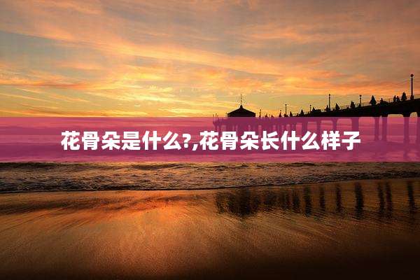 花骨朵是什么?,花骨朵长什么样子