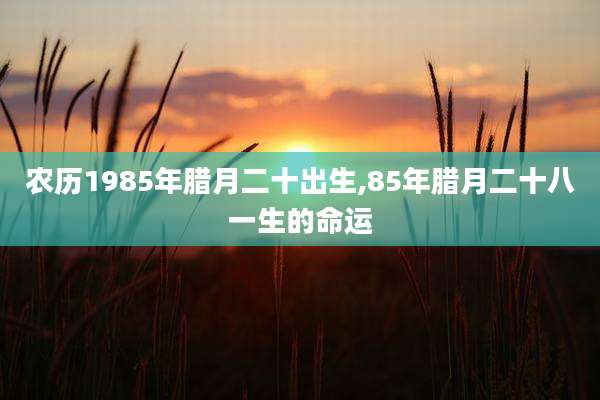 农历1985年腊月二十出生,85年腊月二十八一生的命运